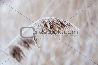 Reeds in winter