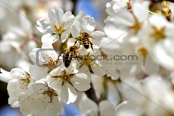 cherry-blossom honey bee collects