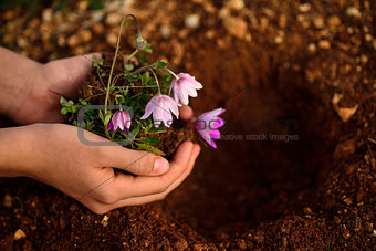 flower planting soil