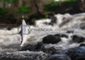 salmon on fishing-rod