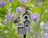 Birds On A Bird House