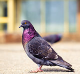 Lonely, glamorous pigeon
