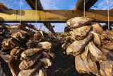 Dried stock fish in Norway