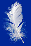 Feather Cut Out