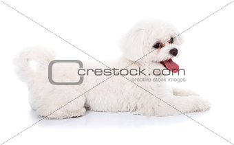 Cute bichon puppy