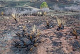 wildfire burnt landscape 
