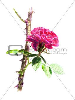 Red rose on a rosebush branch, isolated