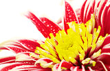 Red Chrysanthemum Closeup