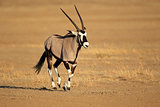 Running gemsbok antelope
