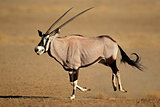 Running gemsbok antelope