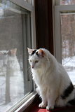Gorgeous black and white cat on windowsill