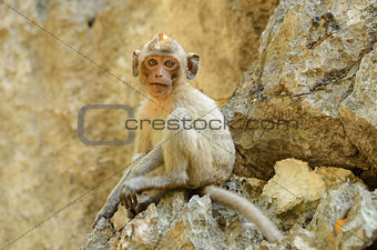 long-tailed macaque (Macaca fascicularis)