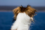 Dog looking at the sea