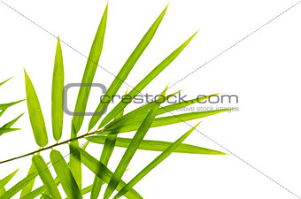 Photo of Bamboo leaves isolated on white background