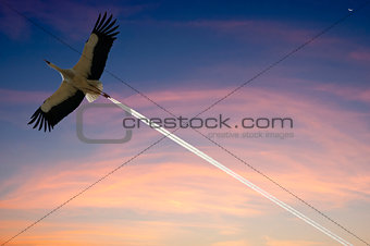 stork and wake of airplane