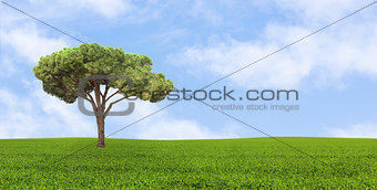 green lonely tree growing in a field