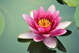 close-up lotus flower
