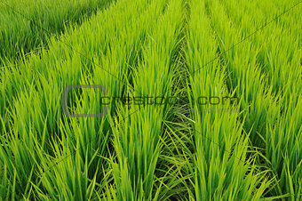 rice-field rows