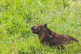 Capybara in the field