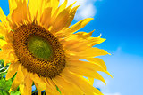 Sunflower background with blue sky