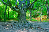 Old branchy evergreen beech forest.