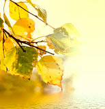 Yellow leaves of birch
