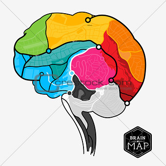 Vector Brain Map