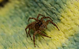 jumping spider on the fabric