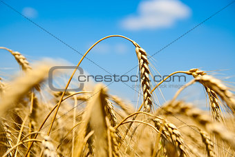 ripe wheat ears against sky