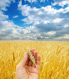 golden harvest in hand over field