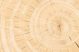 Tree stump background