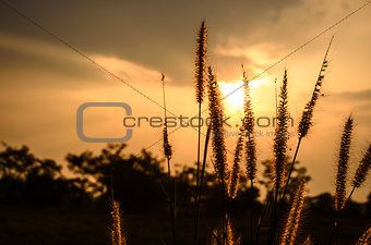Foxtail weed in the evening