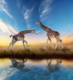 Two Giraffes At Sunset 