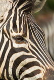 Alert Zebra close up on eye