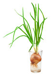 Spring onion with green sprout in glass