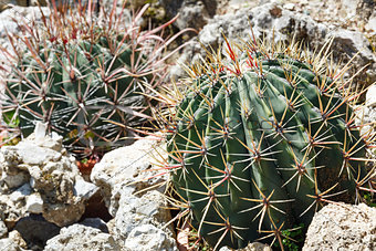 Thorny cactus plant 