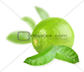 Full fresh lime