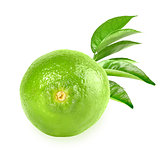 Full fresh lime and a branch