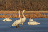 Whooper Swan (Cygnus cygnus) on lake