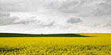 Rape field