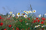 fields - flowers