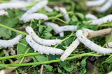 Silkworm 