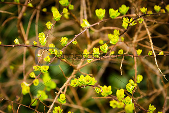 blooming spring yellow and green leaves on the branches