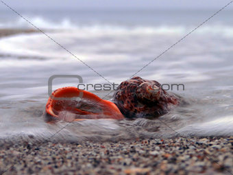 beautiful shells on the beach, waves