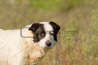 Sheepdog Looking