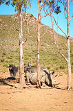 African white rhinoceros