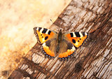 Butterfly on a wooden plank