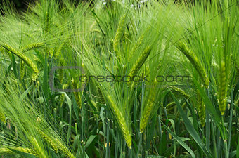 Barley corn