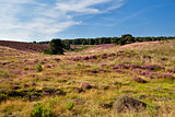 heather meadows in summer