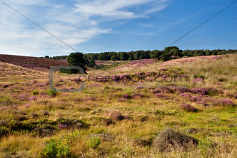 heather meadows in summer
